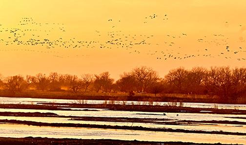 As sunset nears and a golden glow is cast on the Platte River near Kearney, thousands of Sandhill Cranes fill the sky and will soon begin to land on the sandbars to overnight. 
