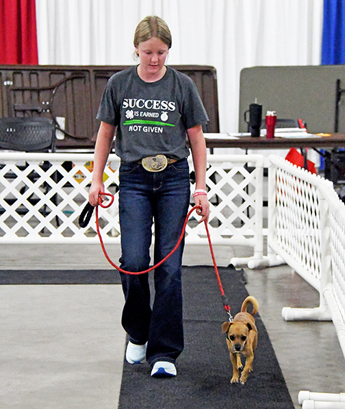 A participant in the 4-H Dog Show walks her critter through the show ring on Tuesday. 