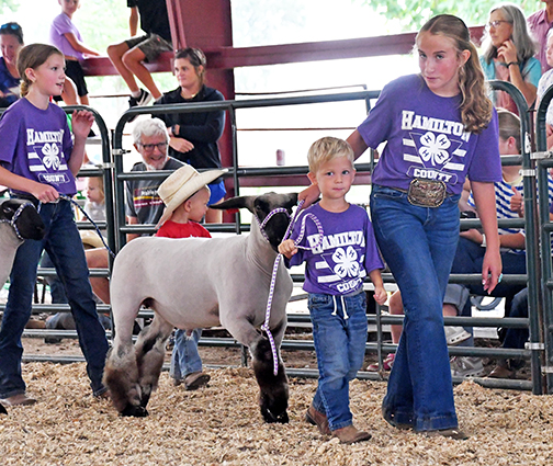 Peewee sheep showmen are assisted in the ring by older 4-H members during Thursday's show