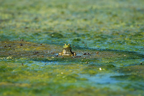 Pioneer Trails bullfrog