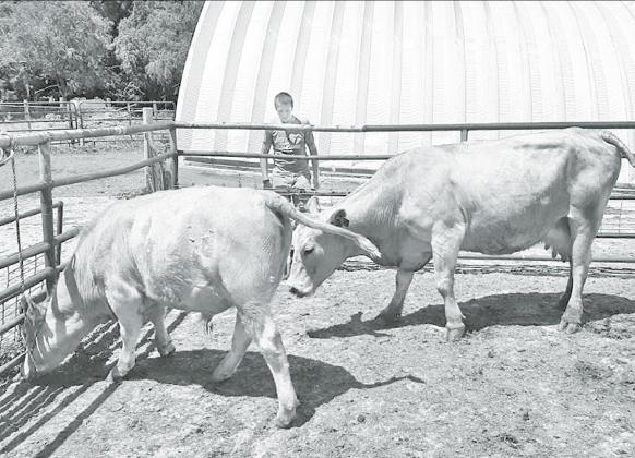 Korbin Stump also entered the cow/calf pair in the Hamilton County Fair. Courtesy photo