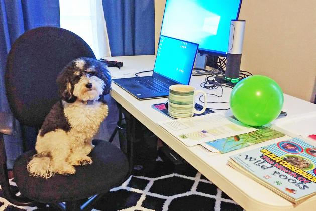 Tammy Stuhr noted that her dog, pictured above in her work-from-home space, has helped her connect and engage with students while online. 