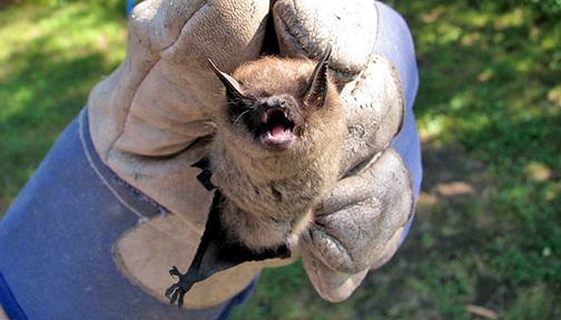 Love ‘em or hate ‘em, bats are a part of almost every ecosystem across the world.