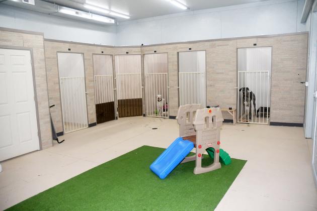 A 1,000 sq.-ft. expansion at Hairy Situations Dog Spa and Self Wash, located at 1621 9th St., now offers six large kennels and a play area for dogs.