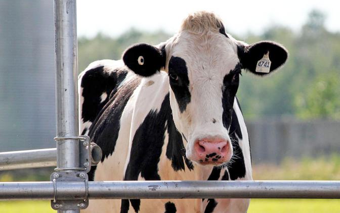 A recent Extension study looked at the economic impact of expanding the dairy cattle industry in Nebraska.