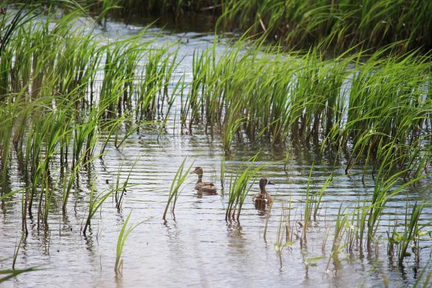 The Teal View Wetland Education Area has opened five miles north of Hampton and features a protected area for migrating waterfowl.