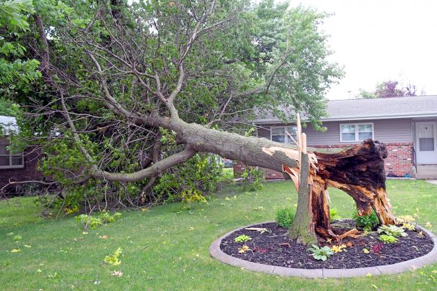 This tree on O Street in Aurora nearly caused major damage to a house and apartment complex from high winds in Friday night’s storm. 