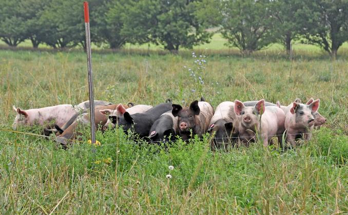 A small herd of pigs is feeding on “odds and ends” now at Grain Place Foods north of Aurora, part of a long-term experiment to see if hogs produce better on silvo pasture, described as a combination of trees and pasture, as compared to having them in drylot.
