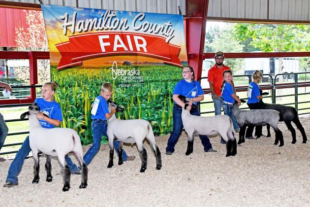 These sheep showmen gave it their all Thursday morning.