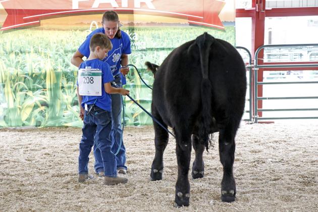 4-H buddy Cassidy Aycock helps Jase Bergen show his steer, Whoa, in the Hamilton County Raised Market Steer division at the fair Friday.