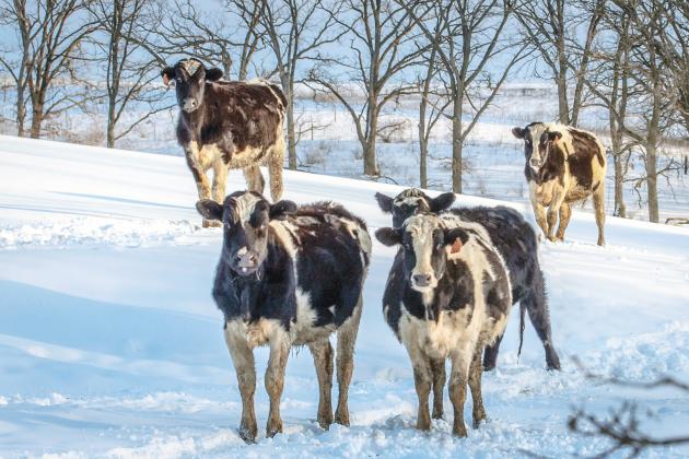 As drought affects many different parts of the United States, cattle owners have begun to look at places for winter grazing.