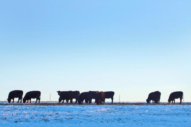 In a recent webinar hosted by the University of Nebraska-Lincoln’s Center for Agricultural Profitability (CAP), industry professionals spoke to a new and rising hot-button issue in the beef world -- processing plants.