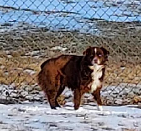 According to reports shared and gathered by Aurora Adopt-a-Pet, there is still a dark brown dog -- Aussie or Border Collie -- on the run in Aurora. 