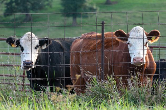 Now three months into 2022, the time is here for producers across the state to be looking into “beefing up” their cattle herds before or after calving season. 