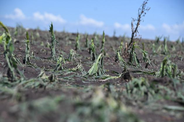 This corn field three miles north of Hampton sustained heavy damage in the June 7 storm which swept through the area. Many area farmers are now contemplating whether to replant or try to get as much out of the damaged crop as possible.