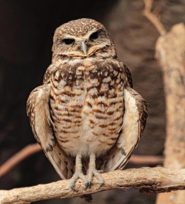 Tiffany Stevens of Aurora won top honors in the ANR amateur photo contest for the third time with this image of an owl taken at the Henry Doorly Zoo.