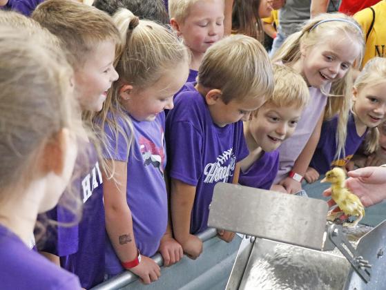 Some of the smallest Hampton Hawks, including kindergartners Cooper Klute (left), Violet Hansen, Eric Dose, Ryder Steager, Autumn Jenneman and Bailey Goertzen watch in awe as a baby duckling learns how to use a waterslide Friday at the Nebraska State Fair.