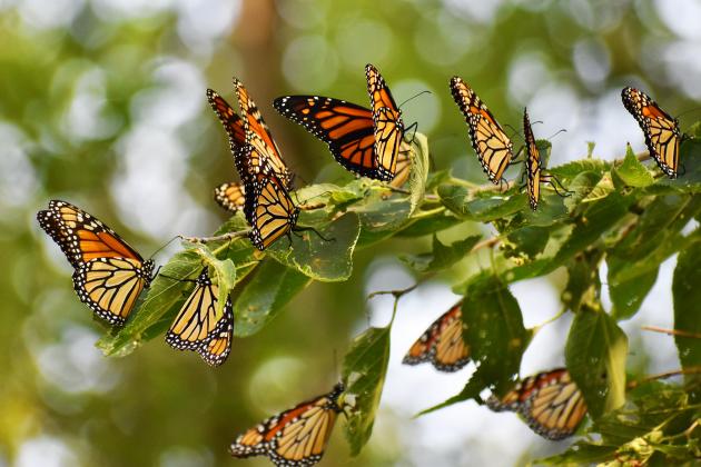The annual Monarch migration is right around the corner in areas like Hamitlon County, where it won’t be uncommon to see hundreds, or thousands, of these beautiful orange-winged butterflies roosting in trees, bushes and other safe areas.
