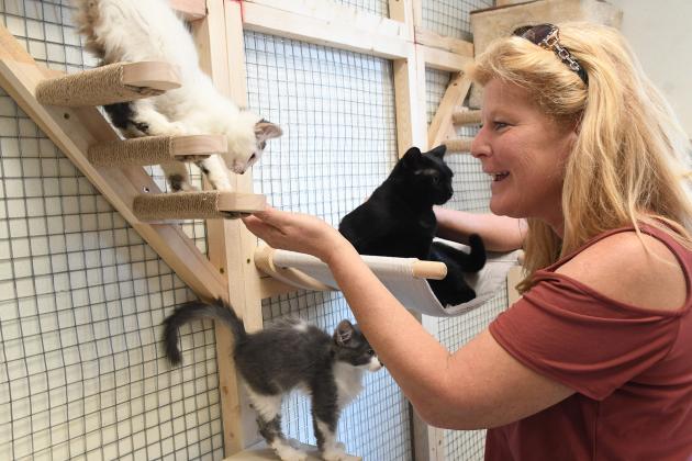 Shannon Goltz interacts with some of the kittens kept in the new enclosure at Aurora Adopt-A-Pet, which she built with her husband Greg. 