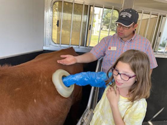 A young Ag Day participant explores a fistulated steer, provided in part by Nebraska Extension.