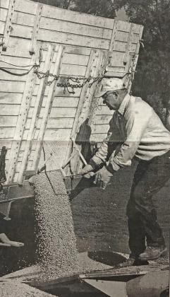 Aurora Cooperative employee Les Regier unloads soybeans at the Marquette branch bin site. This photo was originally published in 1972.