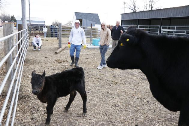 Hampton students and ag teacher Joel Miller look on as the newest member of the Hawk Herd, Casper, walks near its mama in the pens behind the school.