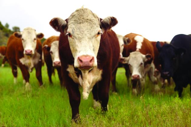 Dr. Sara Place, chief sustainability officer with Elanco Animal Health, presented a unique perspective on the topic of beef cattle and a sustainable food system in a September 2020 webinar through the University of Nebraska-Lincoln Extension. 