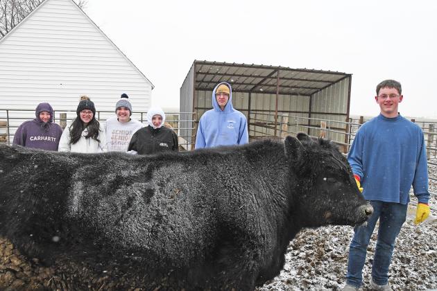 Hampton FFA members including, from left, Laramie Elliott, Kylee Young, Shayna Klute, Alana Wiarda, Trey Klieir and Edward VanLandingham stand near Wally, the cow, in his pen the day before he was to be processed in Henderson. The beef will be used to supplement the school’s lunch program.
