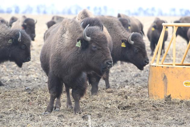 Two bison inspect the hay feeding station at the ranch north of Hordville. Kendra Hudson, whose grandfather Arlo Stevens founded the ranch, recalled feeding the bison with five-gallon feed buckets at an early age. 