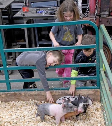 Three Benson children (from left, Colton, Faith and Asher) reach through the fence to pet a litter of pigs.