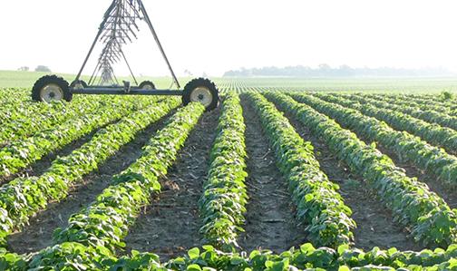   North Platte farmer John Childears uses his center pivots to irrigate soybeans. 