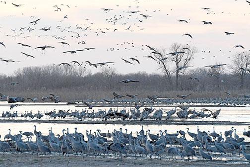 A squadron of cranes comes in to land on the sandbars of the Platte River at the Rowe Sanctuary on April 4.
