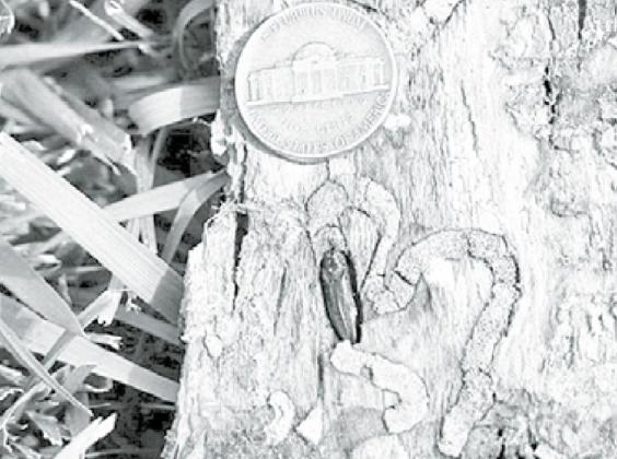 An adult emerald ash borer can be seen with the damage that the larva stage does to ash trees. Courtesy photo