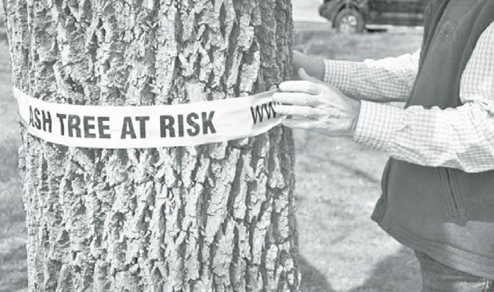 Many at-risk ash trees across Nebraska are being tagged with caution tape similar to this. Photo courtesy of UNL University Communications