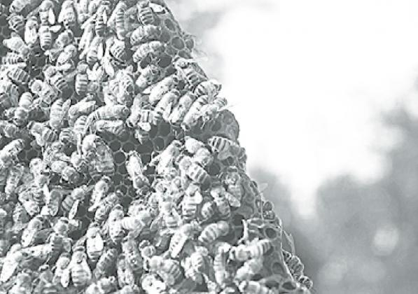 A newly split hive’s queens can be seen in the center of Megan Vetter’s honeybees. News-Register/Jeni Moellenberndt