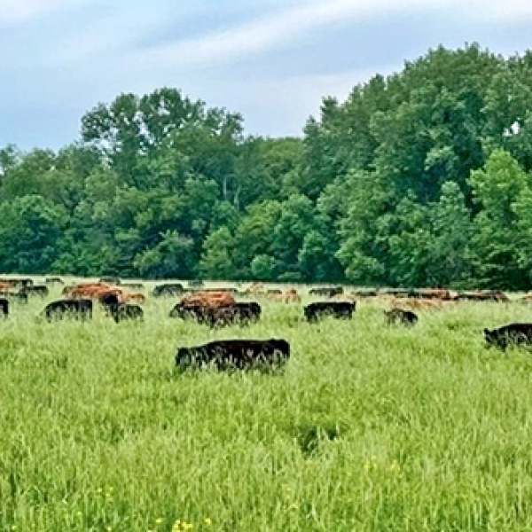 Brian Brhel’s cattle graze on cover crops turning a row crop field into a temporary pasture meadow. (Photo by Brian Brhel)