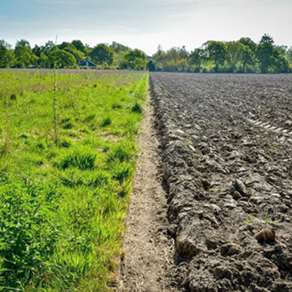 Regenerative agriculture is about working with nature – enhancing soil health, boosting biodiversity and building resilience – to create ecological wins and put money in the bank.