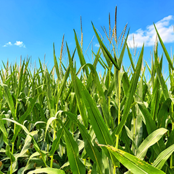 Despite some green snap from winds associated with the July 8 thunderstorm, local agronimist Orvin Bontrager said the corn crop in Hamilton County looks good this year. 