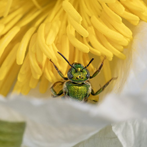 A metallic green sweat bee collects pollen from a prickly poppy flower in the Nebraska Sandhills.