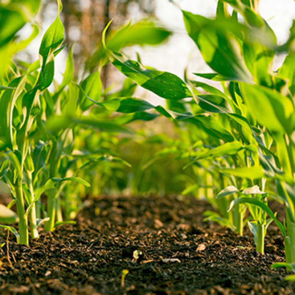 As the demand for organically produced food increases, both landlords and tenants are looking to make the transition to organic, however, there are often additional considerations involved in creating an organic lease agreement. 