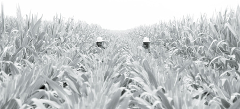 Detasslers are back at it this year, earmarking the middle of summer and the next step towards harvest, despite the threat of COVID-19. News-Register file photo