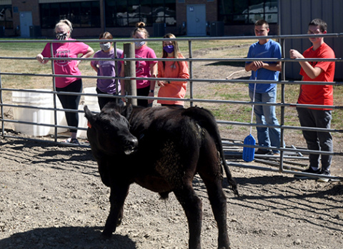 Hampton students will get some hands-on education with the Hawk herd, handling daily chores twice a day, seven days a week. News-Register/Kurt Johnson