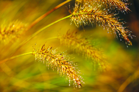 Weeds are a constant plight for those in the agriculture industry that comes in many forms. 
