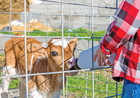 Calving was the topic of a recent BeefWatch seminar sponsored by Nebraska Extension.