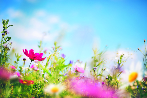 Another hallmark of spring, the gardening season will soon be in full bloom and with it comes a new chance for gardeners to once again partake in a community garden.