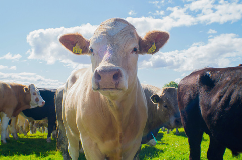 Aaron Berger, beef educator with the Nebraska Extension, tackled what options ranchers have in the face of an encroaching drought.