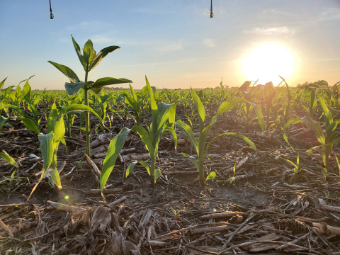 This corn crop is making good progress in a field on the south side of Aurora.