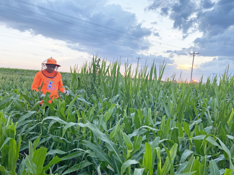 Crews with Outfield Detasseling have been up and at it early this season in efforts to both be efficient and beat the heat.