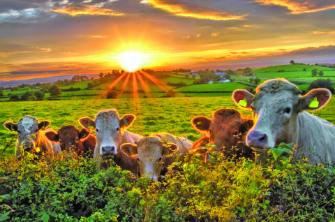 As part of their weekly webinar series, ag industry professionals with the University of Nebraska-Lincoln’s Center for Agricultural Profitability (CAP) took the time recently to discuss “what decisions need to be made for early cull or post-pregnancy-check cull cows” and price considerations among “cull cows.” 