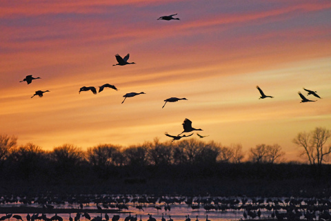 Sandhill Cranes have come and gone for another migration season, bringing a rare spectacle to central Nebraska which draws viewers from around the world.